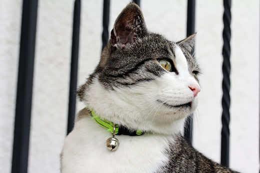 A domestic cat with collar and bell around his neck. Cat with bells to prevent bird hunting A domestic cat with collar and bell around his neck. Cat with bells to prevent bird hunting