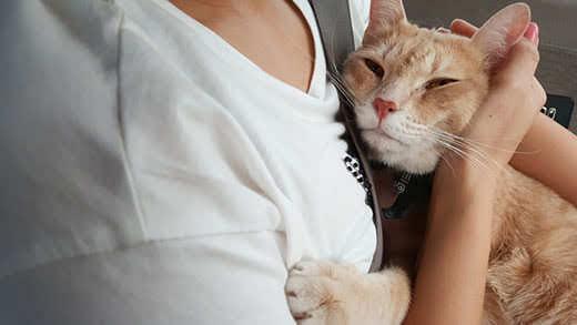 A orange cute cat on arm of girl in car.