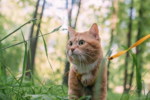 A red cat walks with the owner on a harness.