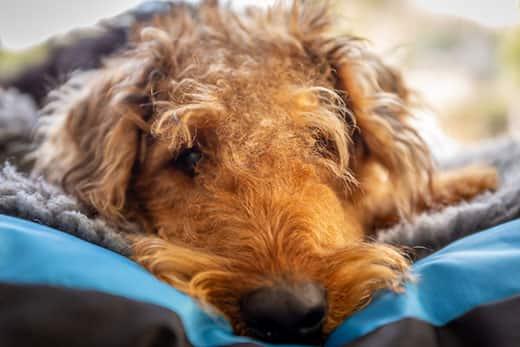 airedale-terrier-laying-down-SW Airedale terrier close-up lying down, staring straight ahead.