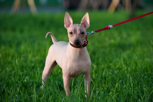 american-hairless-terrier-on-leash-in-grass-SW American Hairless Terrier with red leash standing on green lawn background in evening light.