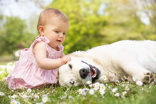 baby-girl-petting-golden-retriever-outdoors-SW Baby Girl In Summer Dress Sitting In Field Petting Family Dog