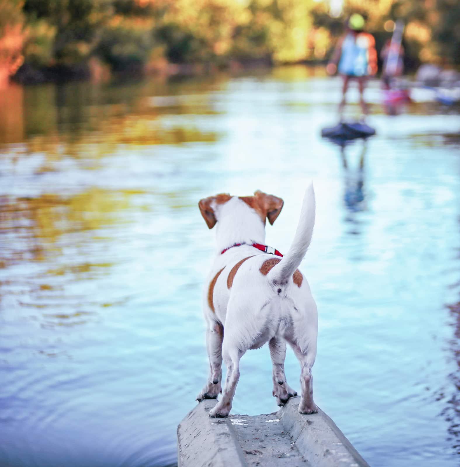 backside-of-jack-russell-overlooking-river-SW Backside of a Jack Russell terrier overlooking river with people fuzzy in the background.