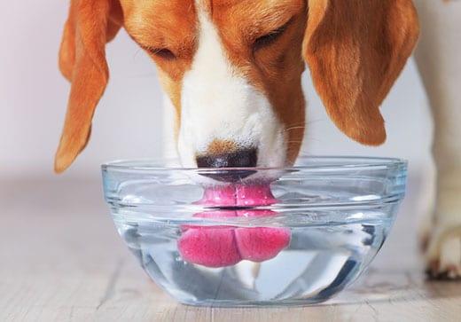 beagle-drinking-water-from-clear-bowl-SW Beagle dog drinking water from transparent bowl closeup view.