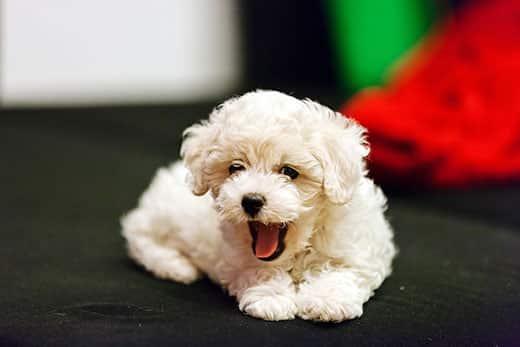 cute small bichon frise puppy laying on sofa yawning.