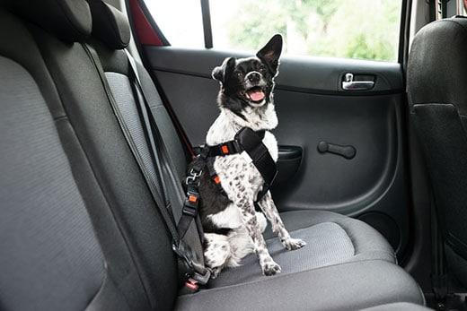 black-and-white-dog-buckled-into-car-backseat-SW Black and white dog with tongue out is buckled into car backset with dog harness.