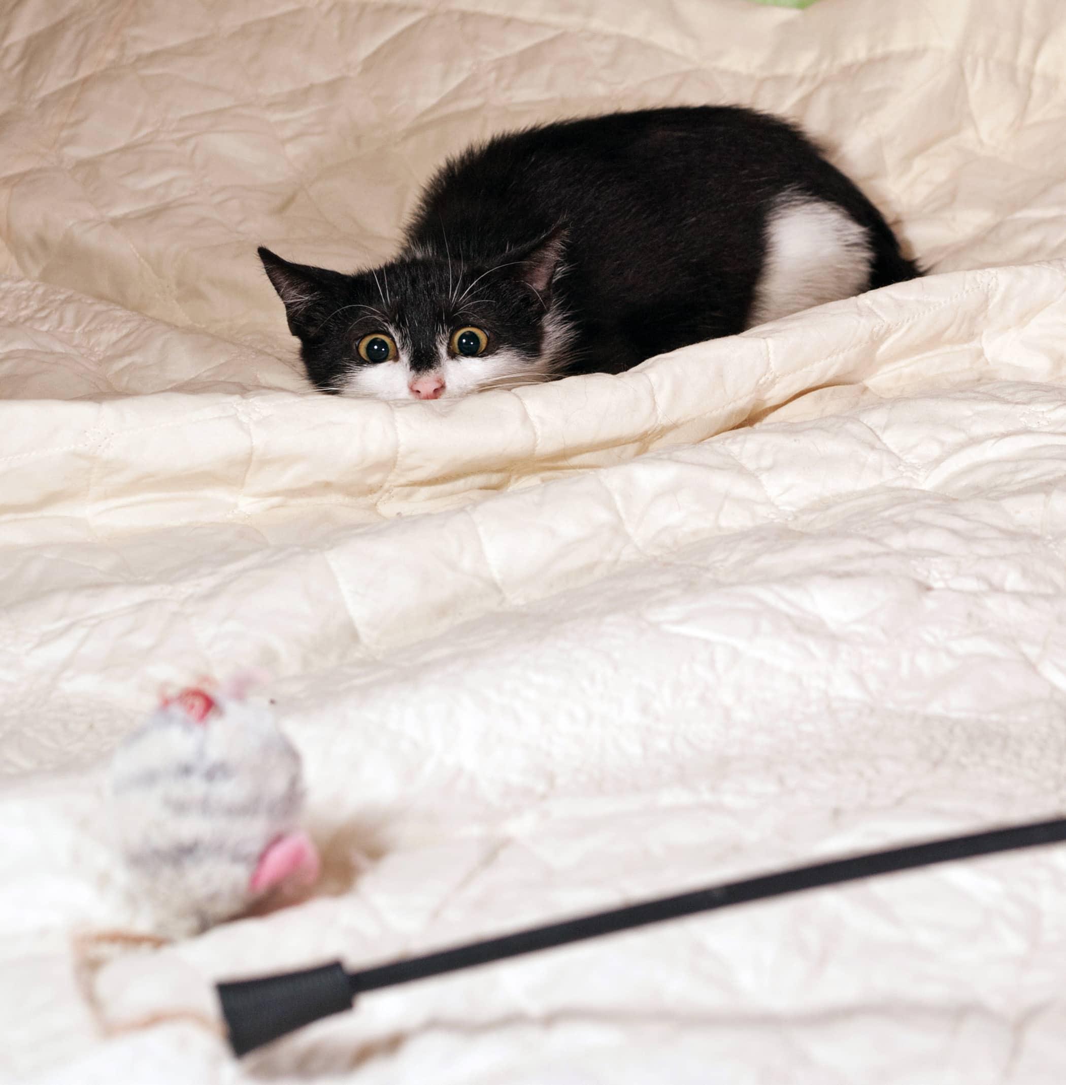 Black and white kitten ready to pounce on toy mouse on a white bedspread.