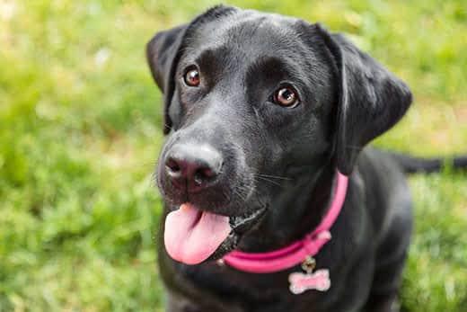 Black lab sits in grass wearing a pink collar with tongue out.