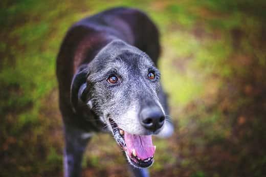 Black senior dog with graying face stands looking up smiling standing outdoors.