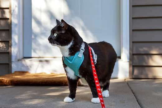 black-white-cat-in-harness-on-porch-SW Black and white tuxedo cat wearing a cat walking harness and standing on a porch
