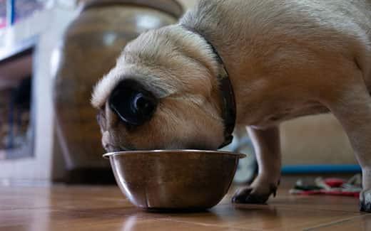 blonde-pug-with-head-buried-in-food-bowl-SW Blonde pug with face buried in a metal dog food bowl.