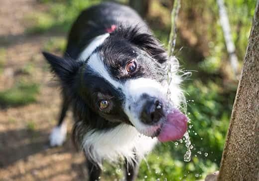 Border collie drinking water from the fountain outdoors.