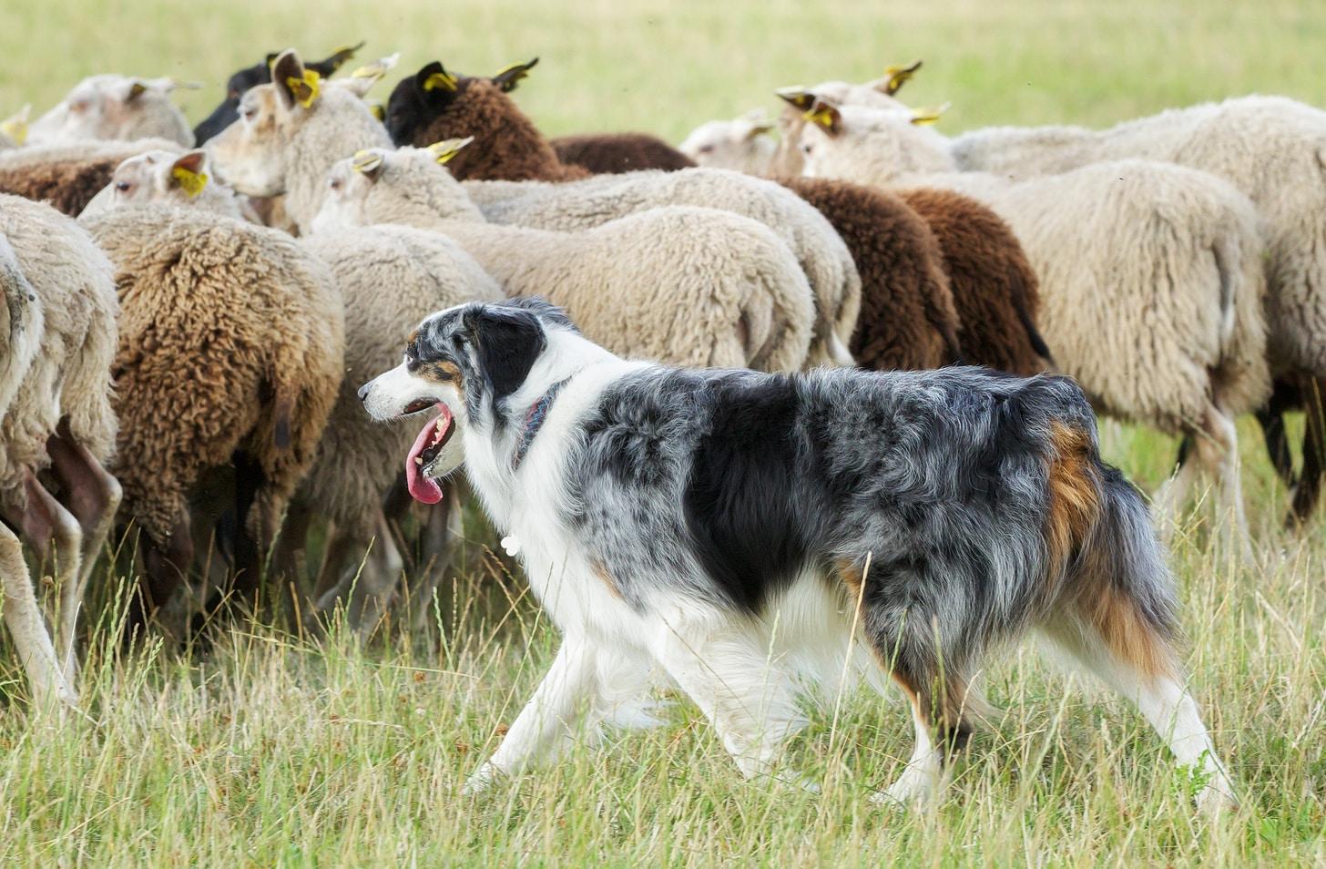 border-collie-herding-sheep Purebred border collie panting while herding a flock of sheep on a summer day.