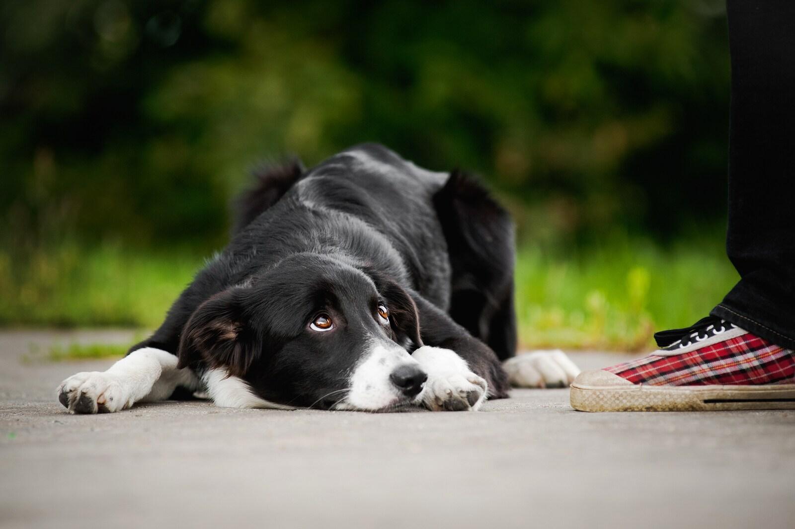 Black and white border collie looking up feeling ashamed while lying next to person's foot.