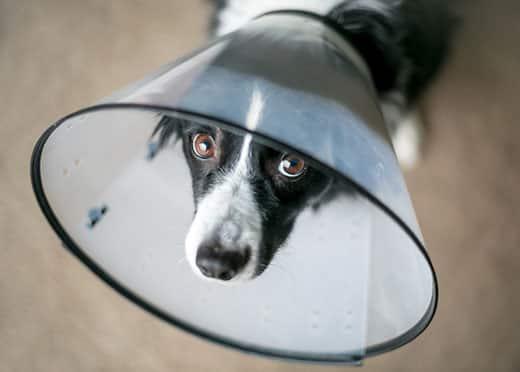border-collie-wearing-plastic-cone-SW A Border Collie dog wearing a protective Elizabethan collar after surgery
