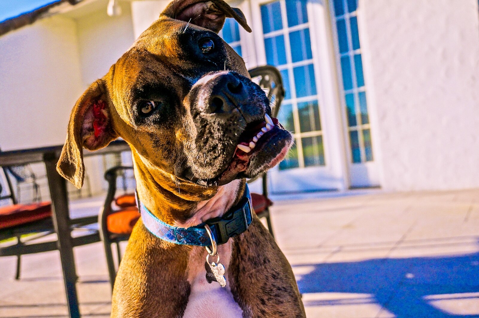 Why Do Dogs Tilt Their Heads Hill s Pet