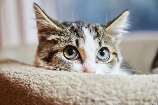 Brown and white tabby kitten is hiding in a cat bed Brown and white tabby kitten is hiding in a cat bed