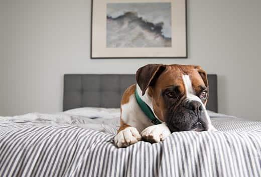 Brown boxer dog in green collar lays on human bed.