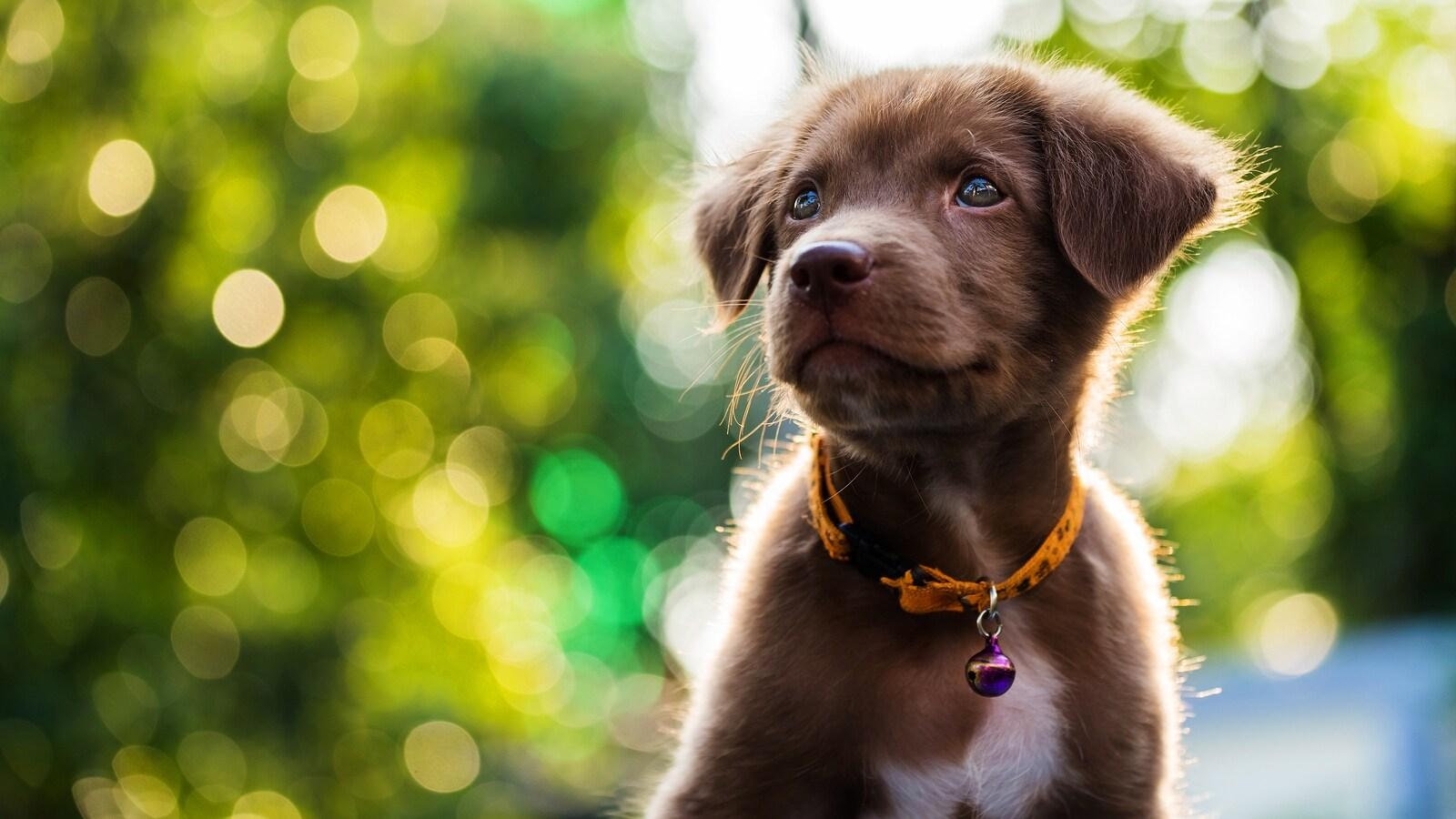 Little brown adorable puppy with sunset background