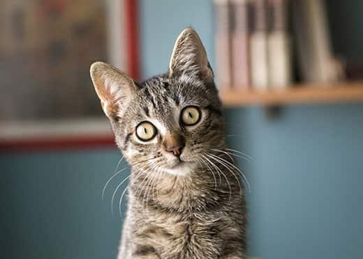brown-tabby-cat-with-ears-perked-up-SW Brown tabby cat with ears perked looking at the camera with surprised look on its face.