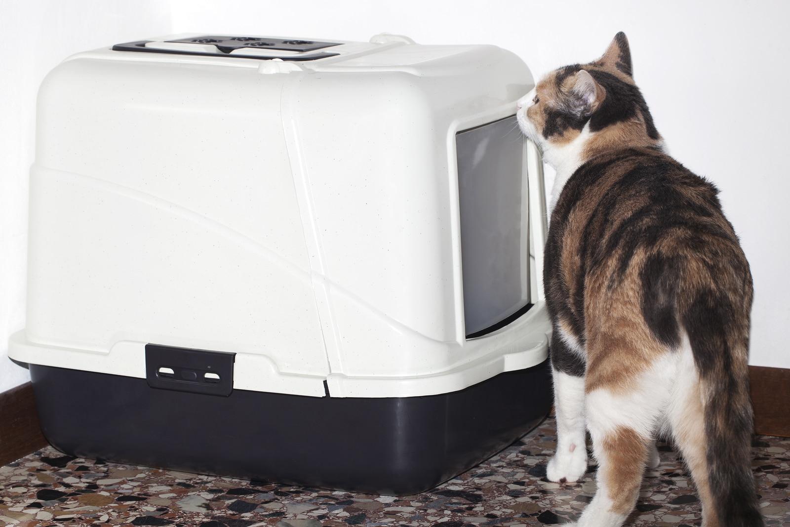 Calico cat sniffing a litter box.