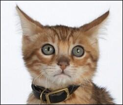 Cat afraid of thunder and fireworks