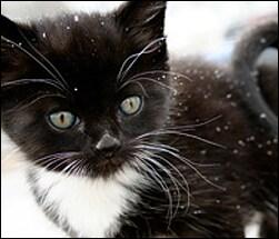 Keeping you cat safe during winter