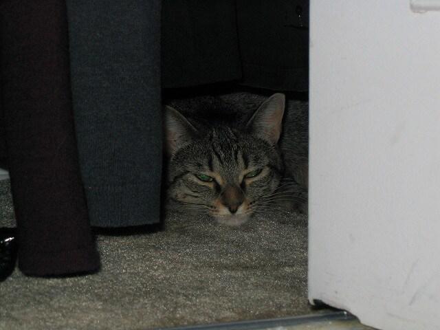 Cat hides in closet.