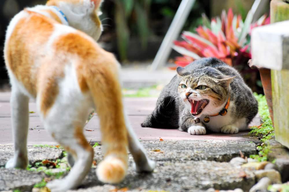 cat-hissing-at-other-cat-SW Two cats outdoors, while one is crouched and hissing at the other walking by.