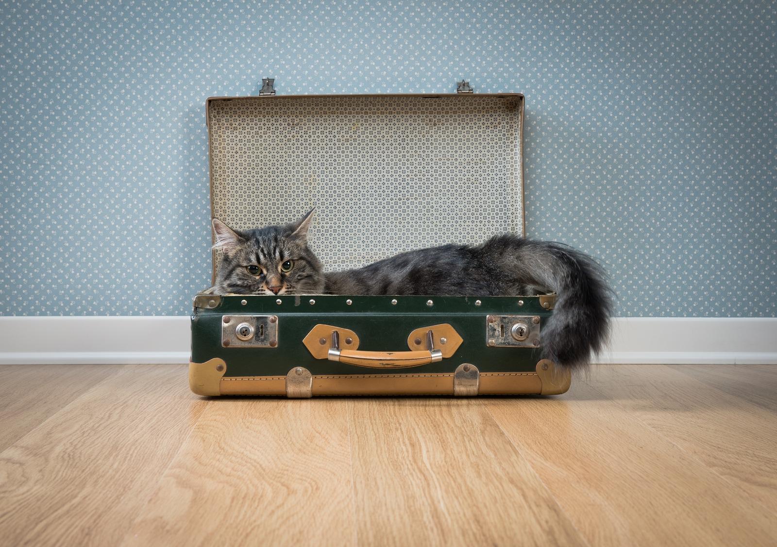 cat-in-suitcase Long-haired gray cat in an open vintage green suitcase on hardwood floor against retro wallpaper.
