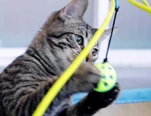 striped cat playing with cat toy ball on a string.