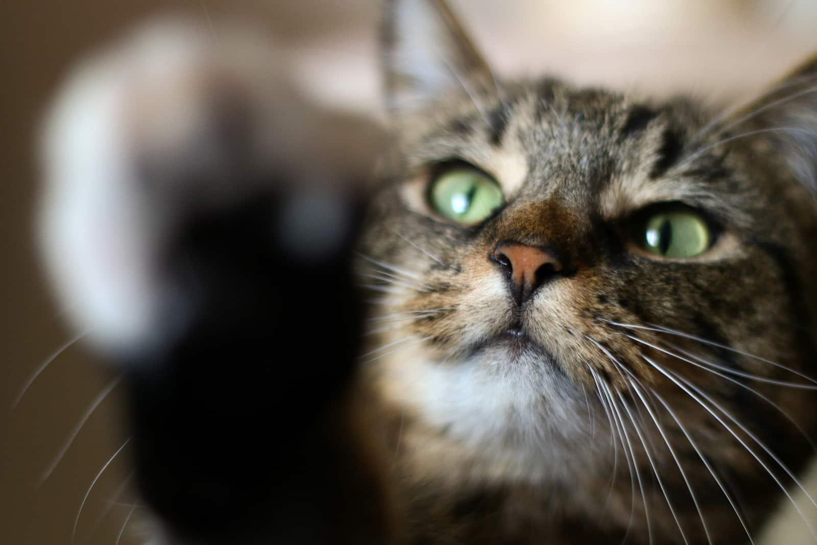 cat-raising-paw-SW A green eyed tabby cat raising a white paw