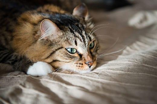 cat-resting-on-a-bed-SW Long-haired cat with green eyes rests on a human bed.