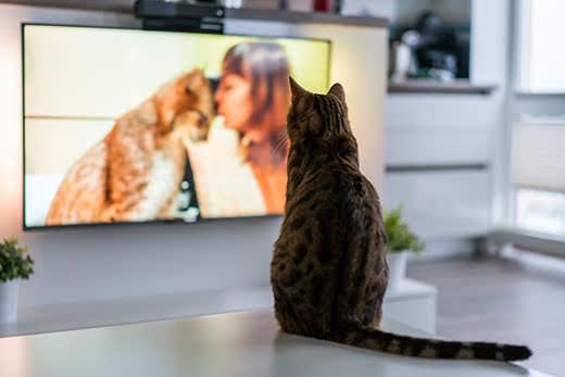 cat-sitting-on-counter-watching-tv-SW Cat sitting on counter watches TV of a woman and cat nuzzling heads.