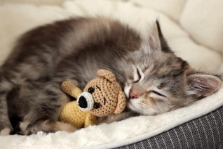 cat-sleeping-with-toy cat-sleeping-with-toy