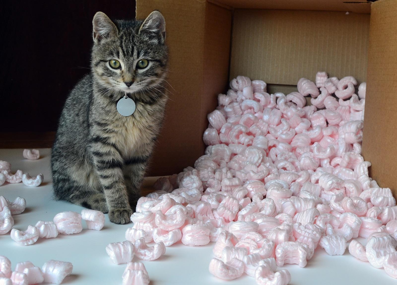 cat-with-packing-peanuts-SW Small tabby cat kitten in spilled box of pink packing peanuts