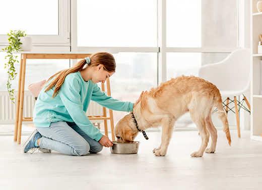 Cheerful owner feeding cute dog in light room Cheerful owner feeding cute dog in light room