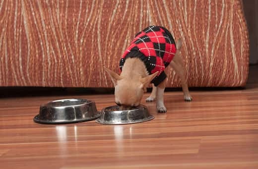 Cinnamon Chihuahua puppy dressed in a black and red argile sweater eating out of a bowl.