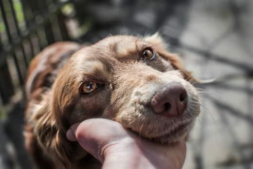 close-up-hand-holding-dogs-head-in-hand-SW Close-up of a hand holding a red long-haired dog's head in hand.