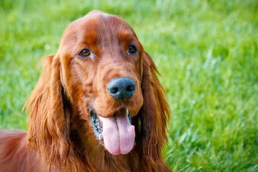 close-up-irish-setter-in-grass-SW Close-up of Irish Setting lying in grass.