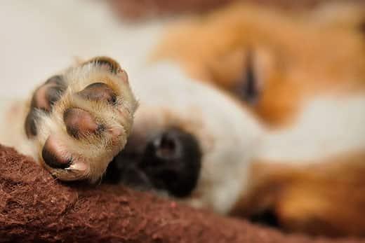Close up of a beagle puppy's paw.