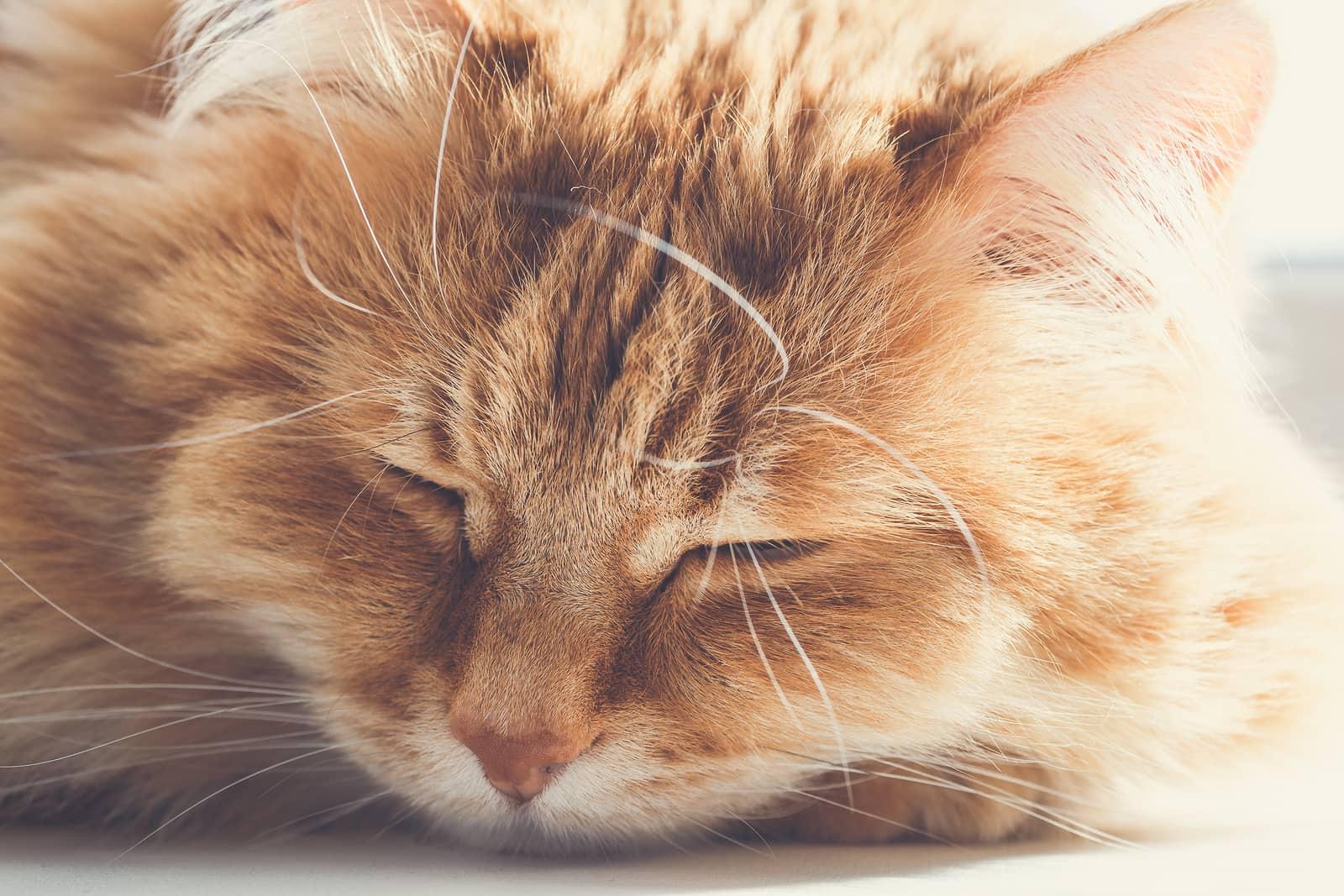 Large, fluffy orange cat asleep on floor
