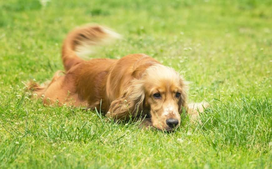 cocker-spaniel-waving-tail-in-grass-SW Cocker spaniel laying in the grass and wagging his tail