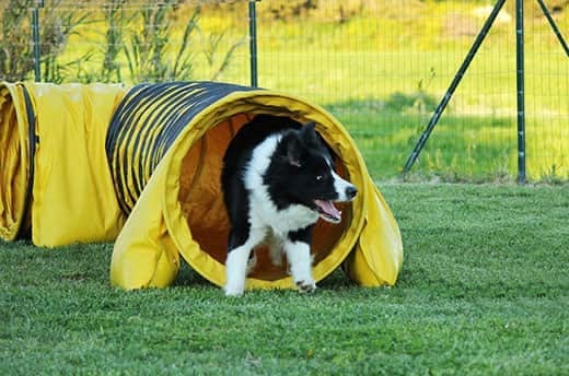 A border collie in a yellow dog agility tunnel.