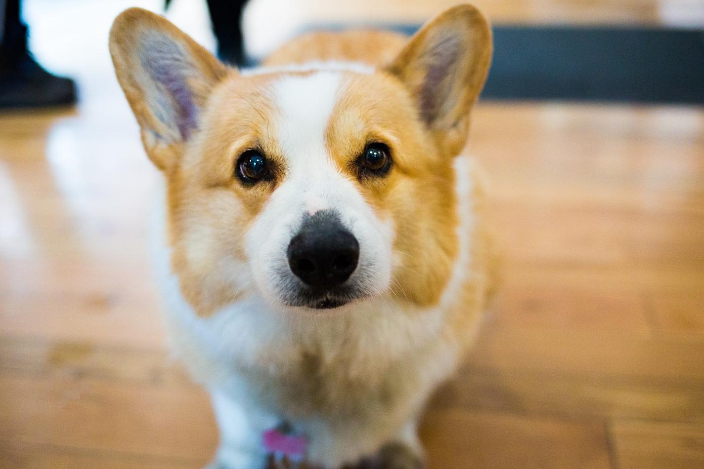 Close-up of corgi on hardwood fllors
