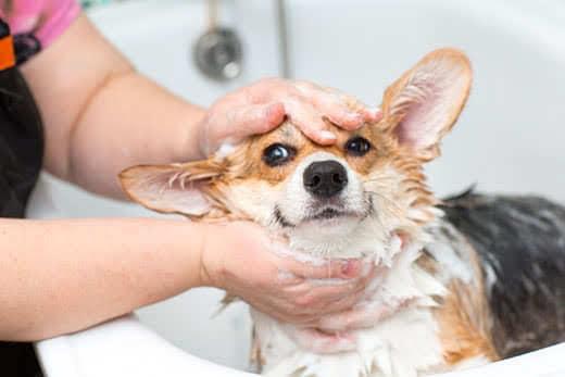Corgi dog washes in the bathroom Corgi dog washes in the bathroom