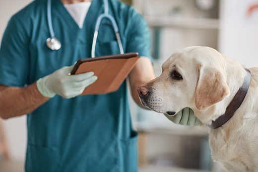 Cropped portrait of unrecognizable male veterinarian examining white Labrador dog at vet clinic, copy space Cropped portrait of unrecognizable male veterinarian examining white Labrador dog at vet clinic, copy space
