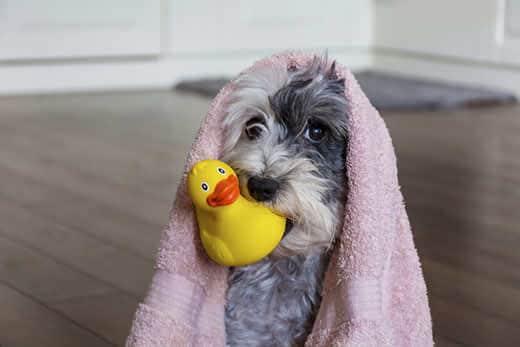 Cute Dog with Pink Towel and yellow Rubber Duck ready for Bath Cute Dog with Pink Towel and yellow Rubber Duck ready for Bath