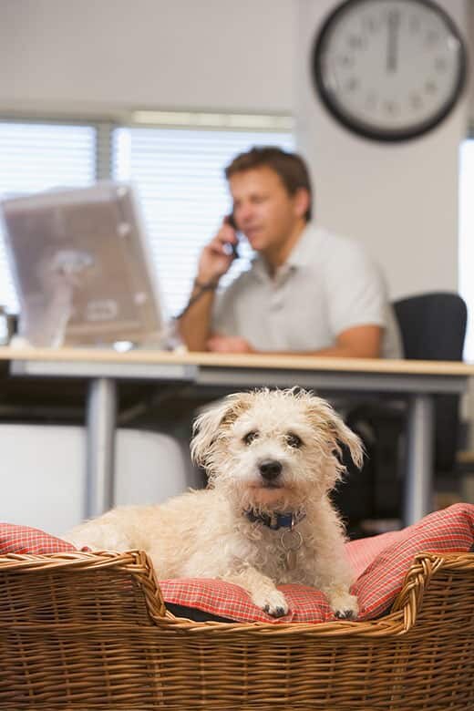 dog-in-basket-at-the-office Businessman sat at a desk on the phone with a dog in the foreground in a dog basket
