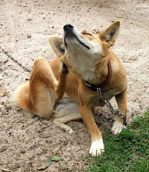 Orange dog on leash sits and scratches outside.